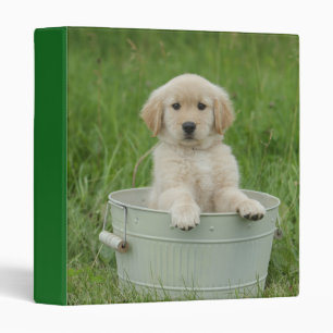 Classeur Golden Retriever