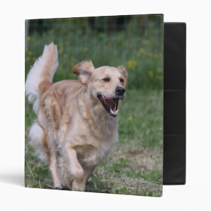 Classeur Golden retriever courant 1