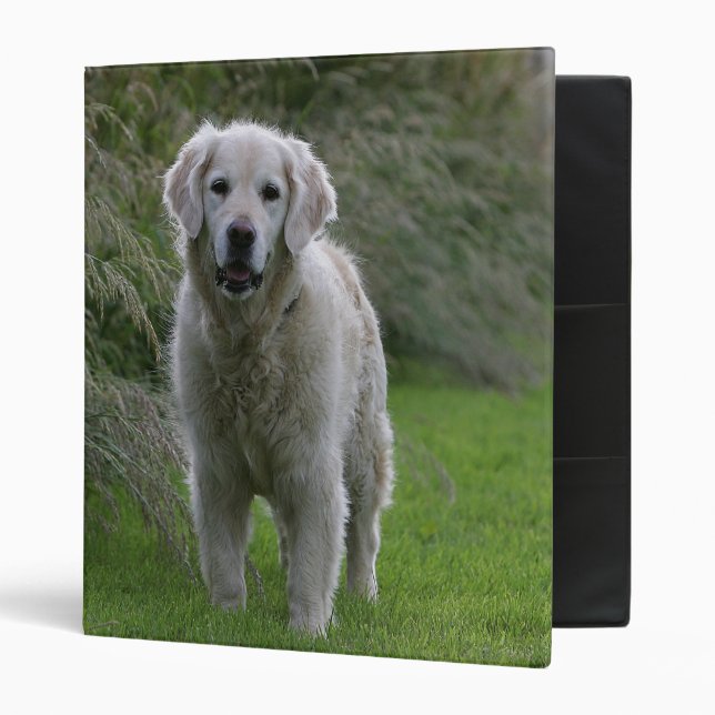 Classeur Golden retriever courant 2 (Devant/intérieur)