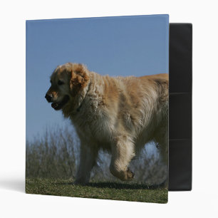 Classeur Golden retriever courant 3