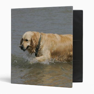 Classeur Golden retriever dans l'eau