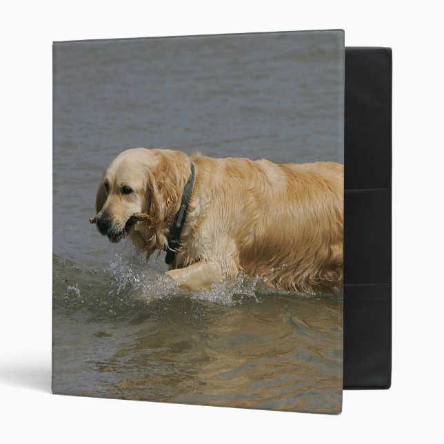 Classeur Golden retriever dans l'eau (Devant/intérieur)