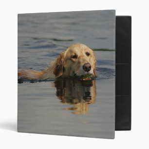 Classeur Golden retriever nageant