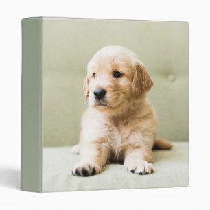 Classeur Golden Retriever Puppy