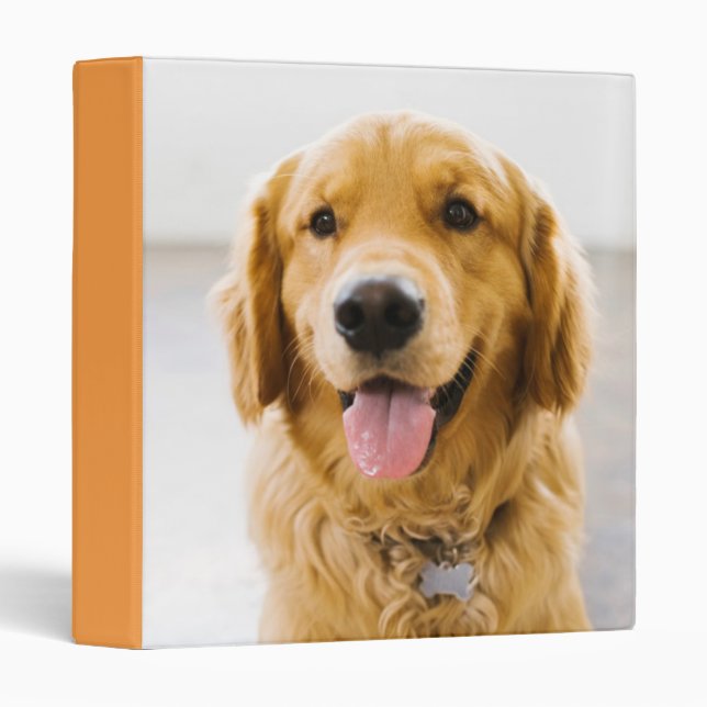 Classeur Golden Retriever souriant (Devant/Côté)