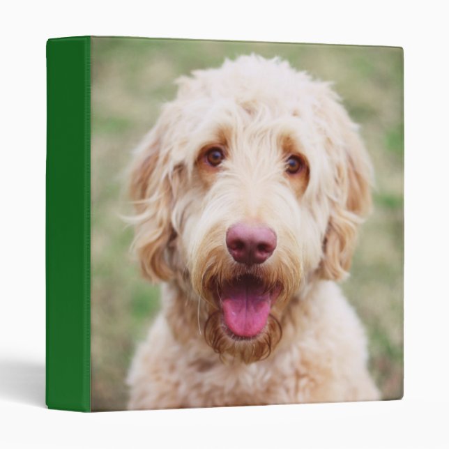 Classeur Goldendoodle souriant (Devant/Côté)