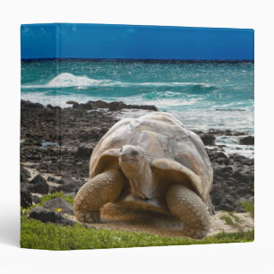 Classeur Grande tortue au bord de mer