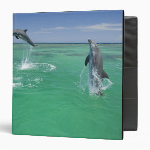 Classeur Grands dauphins Tursiops truncatus