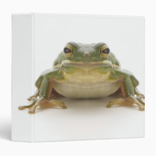 Classeur Grenouille d'arbre verte (Hylidae cinerea)