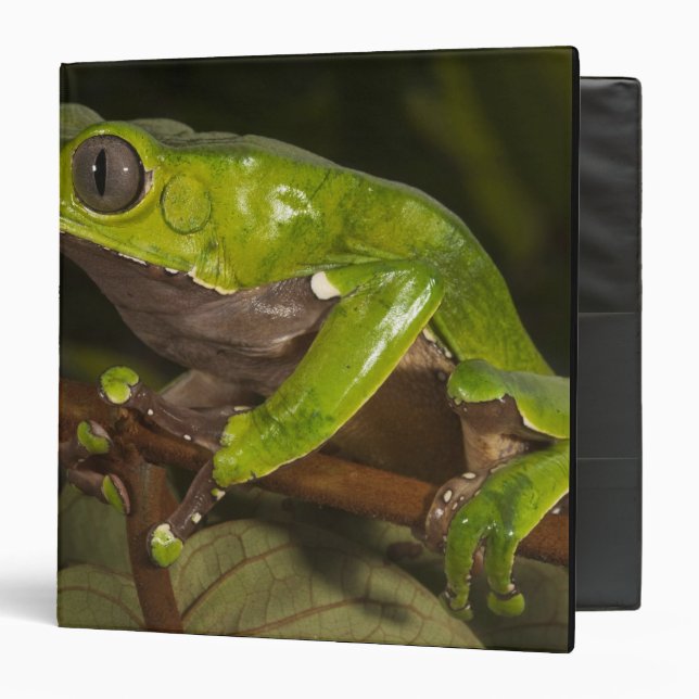 Classeur Grenouille feuille géante Phyllomedusa bicolor) 3 (Devant/Intérieur)