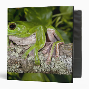 Classeur Grenouille géante glissante, Polypedates dennysi s