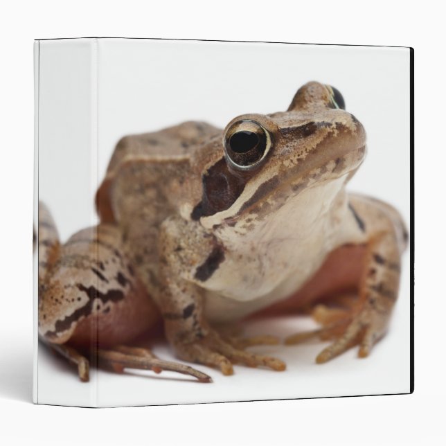 Classeur Grenouille mauve - Rana arvalis (Devant/Côté)