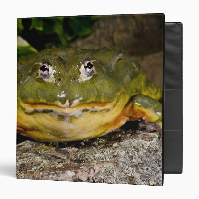 Classeur Grenouille-taureau, Pyxicephalus (Devant/Intérieur)