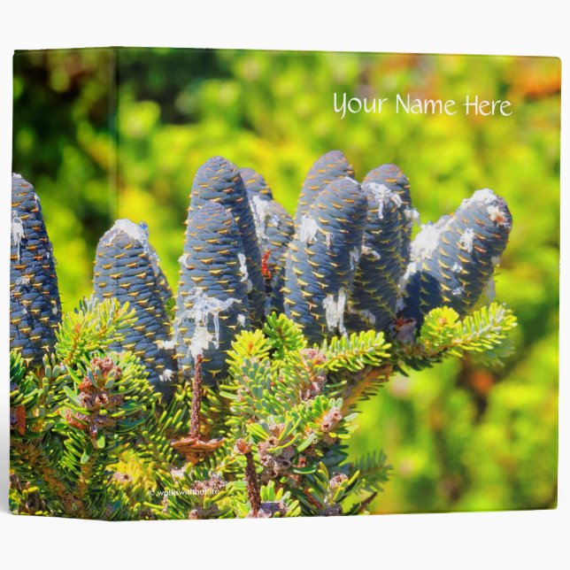 Classeur Gros cônes de sapin coréen bleu (Devant/Côté)