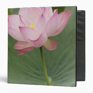 Classeur Gros plan de fleur de lotus, Nelumbo nucifera),