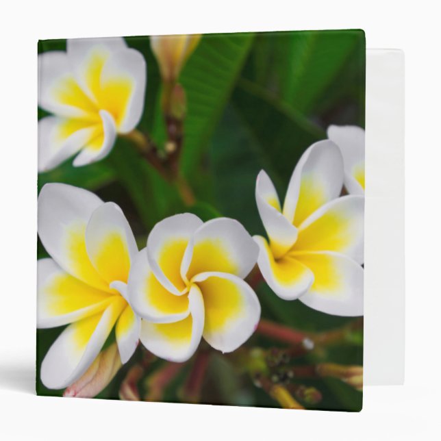 Classeur Gros plan de fleurs de la plumeria, Hawaï (Devant/Intérieur)