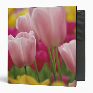 Classeur Gros plan sur une fleur de tulipe, jardins de Kuek