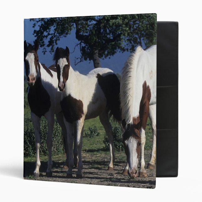 Classeur Groupe de chevaux de peinture (Devant/intérieur)