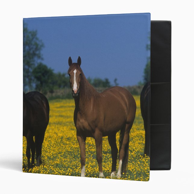 Classeur Groupe de chevaux de pur sang (Devant/intérieur)