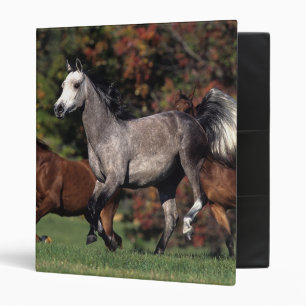 Classeur Groupe de fonctionnement arabe de chevaux
