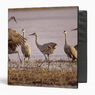 Classeur Grues du Canada Grus canadensis) Platte