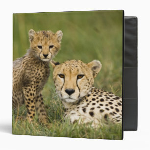 Classeur Guépard, Acinonyx jubatus, avec son petit