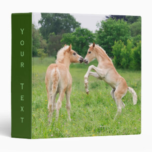 Classeur Haflinger Horses Cute Fote Rearing Drôle Photo -
