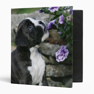 Classeur Halètement de chien de boxeur