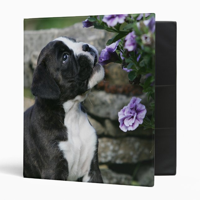 Classeur Halètement de chien de boxeur (Devant/intérieur)