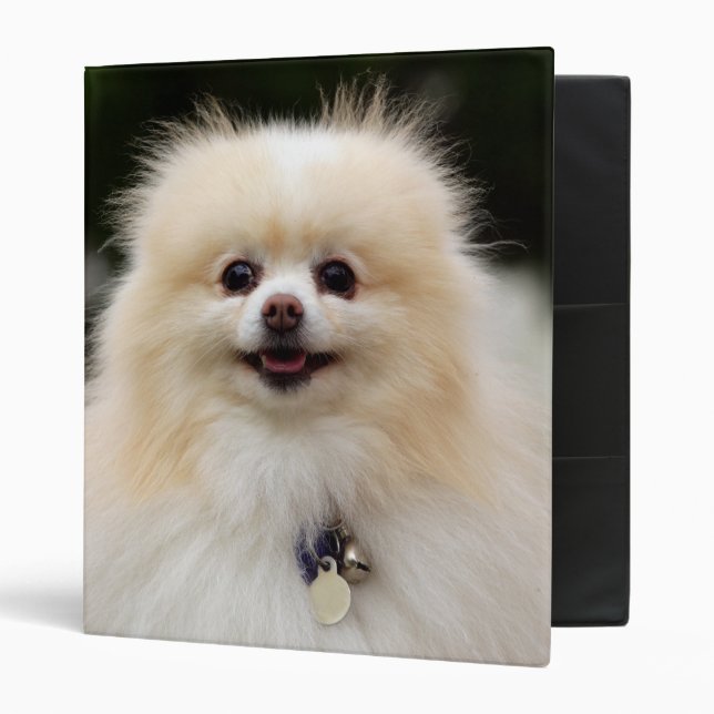 Classeur Headshot 1 de Pomeranian (Devant/intérieur)