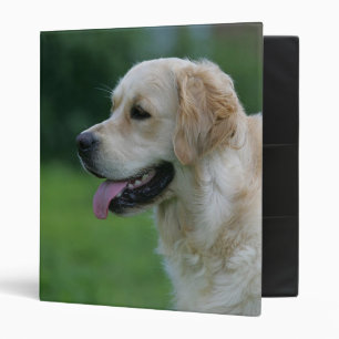 Classeur Headshot 2 2 de golden retriever