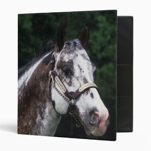 Classeur Headshot 2 de cheval d'Appaloosa