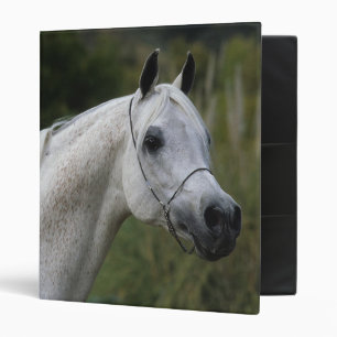 Classeur Headshot arabe 1 de cheval