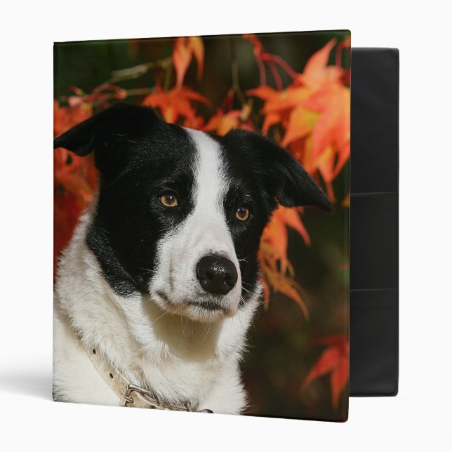 Classeur Headshot d'automne de border collie (Devant/intérieur)