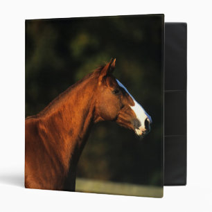 Classeur Headshot de cheval de pur sang