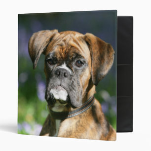 Classeur Headshot de chien de boxeur