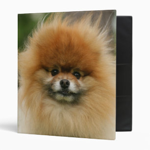 Classeur Headshot de Pomeranian regardant l'appareil-photo