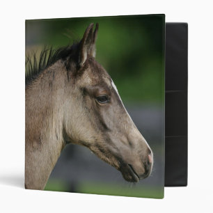 Classeur Headshot quart de poulain de cheval