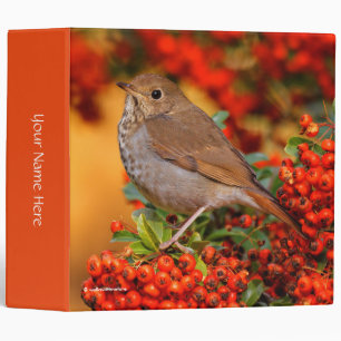 Classeur Hermite Thrush Songbird sur l'araignée de feu