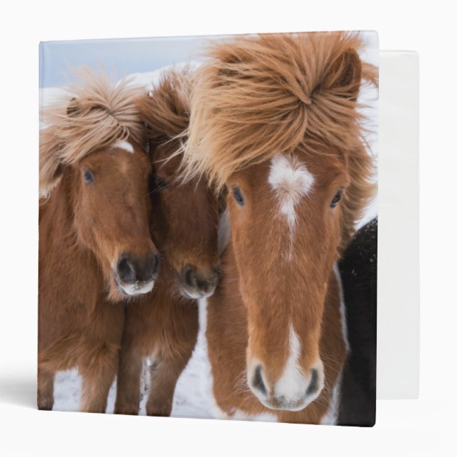 Classeur Icelandic Horses nuzzle (Devant/Intérieur)