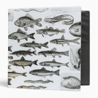 Ichtyologie, poissons osseux, Marisipobranchs