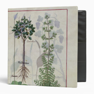 Classeur Illustration du "livre des médecines simples" 2