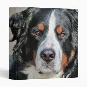 Classeur Image de photo de chien de montagne de Bernese