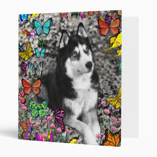 Classeur Irie le chien de traîneau sibérien dans les