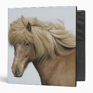 Classeur Islande. Portrait d'un cheval islandais.