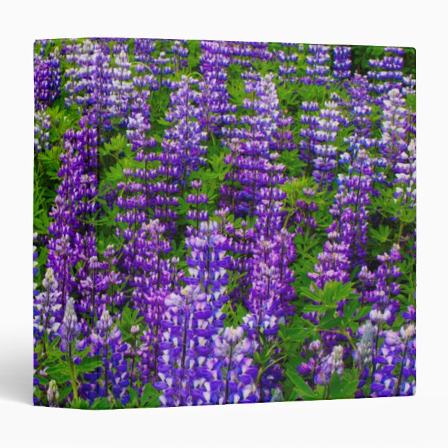 Classeur Islande. Vik i Myrdal. Champ de Lupines (Devant/Côté)