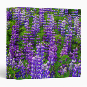 Classeur Islande. Vik i Myrdal. Champ de lupins