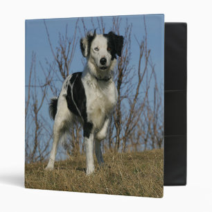 Classeur Jambe de border collie augmentée