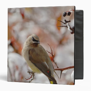 Classeur Jaseur d'Amérique adulte sur aubépine avec neige,