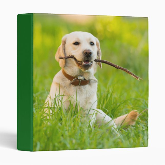 Classeur Jaune Labrador Joue Récupérer Avec Bâton (Devant/Côté)